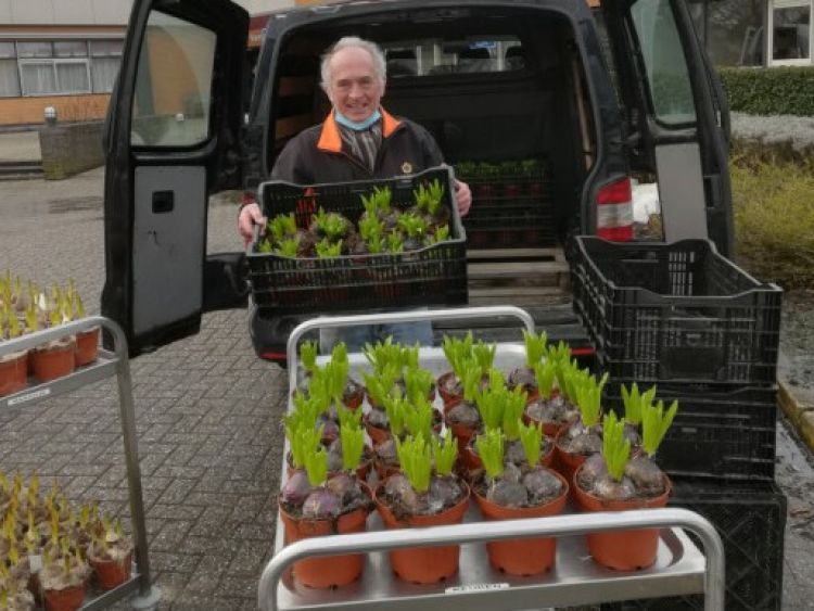 Bloembollen voor Zuyder Waert