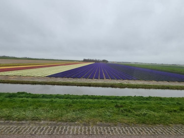 Met de bus naar de bollen